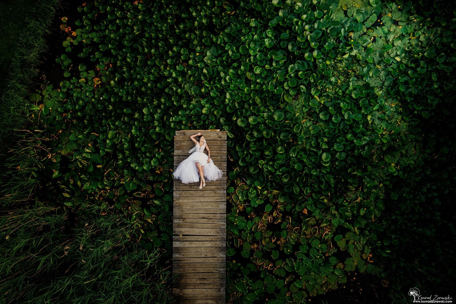 Treephoto - fotografia - Konrad Żurawski | Fotograf ślubny Jelenia Góra, dolnośląskie - cover