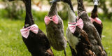 All-Set Events | Wedding planner Warszawa, mazowieckie - zdjęcie 3