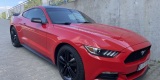 MUSTANG x2 /Audi A6/Q7/ Mercedes ML | Auto do ślubu Lublin, lubelskie - zdjęcie 5