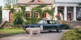 Highland Green Ford Mustang 1967 v8 | Auto do ślubu Warszawa, mazowieckie - zdjęcie 2