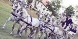 Powóz konny Caratella z końmi | Bryczka do ślubu Małachowo, wielkopolskie - zdjęcie 5