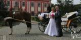 Bryczka do ślubu bryczka, Legnica - zdjęcie 3