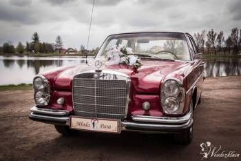 Bordowy Mercedes W108 1966r | Auto do ślubu Pajęczno, łódzkie