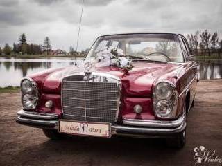Bordowy Mercedes W108 1966r | Auto do ślubu Pajęczno, łódzkie