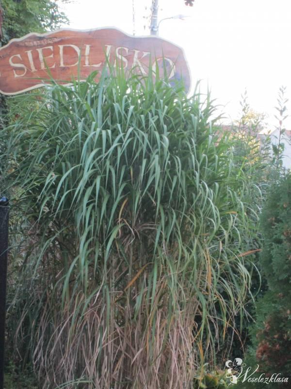 Siedlisko Dom Weselny, Świebodzin - zdjęcie 1