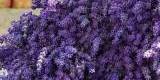Lavendel Natur Haus | Bukiety ślubne Chełm, lubelskie - zdjęcie 5
