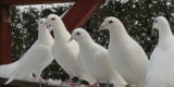 Białe gołębie na ślub | Unikatowe atrakcje Biała Podlaska, lubelskie - zdjęcie 6