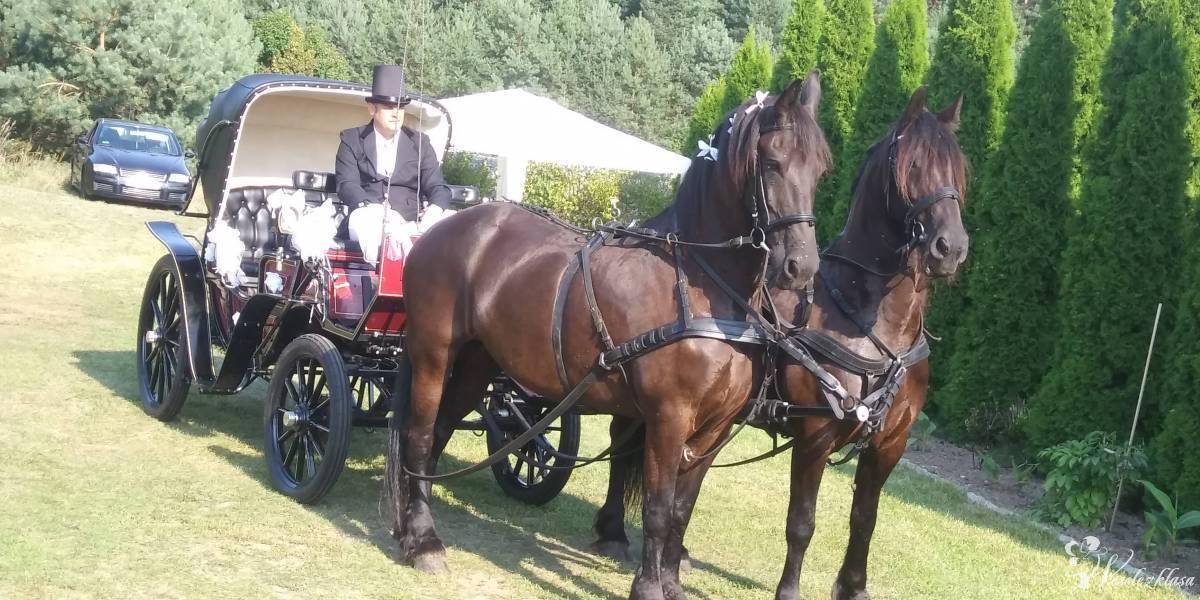 Bryczką do ślubu z końmi fryzyjskimi, Gierzwałd - zdjęcie 1