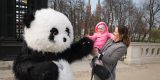 ATRAKCJA WESELNA - Maskotka - Panda Tosia - | Unikatowe atrakcje Białystok, podlaskie - zdjęcie 2