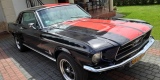 2x Ford Mustang 1967 V8 | Auto do ślubu Kutno, łódzkie - zdjęcie 3