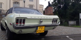 Mustang do ślubu | sam prowadzisz | kremowo-zielony | dużo terminów, Poznań - zdjęcie 6