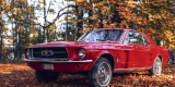 Czerwony Ford Mustang 1967 | Auto do ślubu Kraków, małopolskie - zdjęcie 3