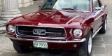 FORD MUSTANG 1967 Kultowy Old Timer do ślubu, Wrocław - zdjęcie 6
