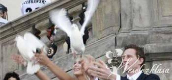 Białe Gołębie na ślub, Marki - zdjęcie 1