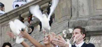 Białe Gołębie na ślub | Unikatowe atrakcje Marki, mazowieckie