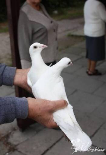 Białe gołębie na ślub, Unikatowe atrakcje Knurów