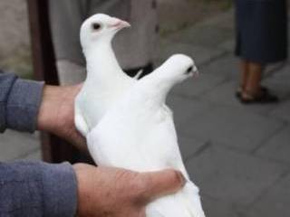 Białe gołębie na ślub,  Sosnowiec