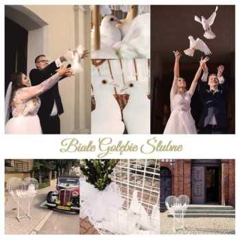 Białe gołębie na ślub, Artykuły ślubne Trzemeszno