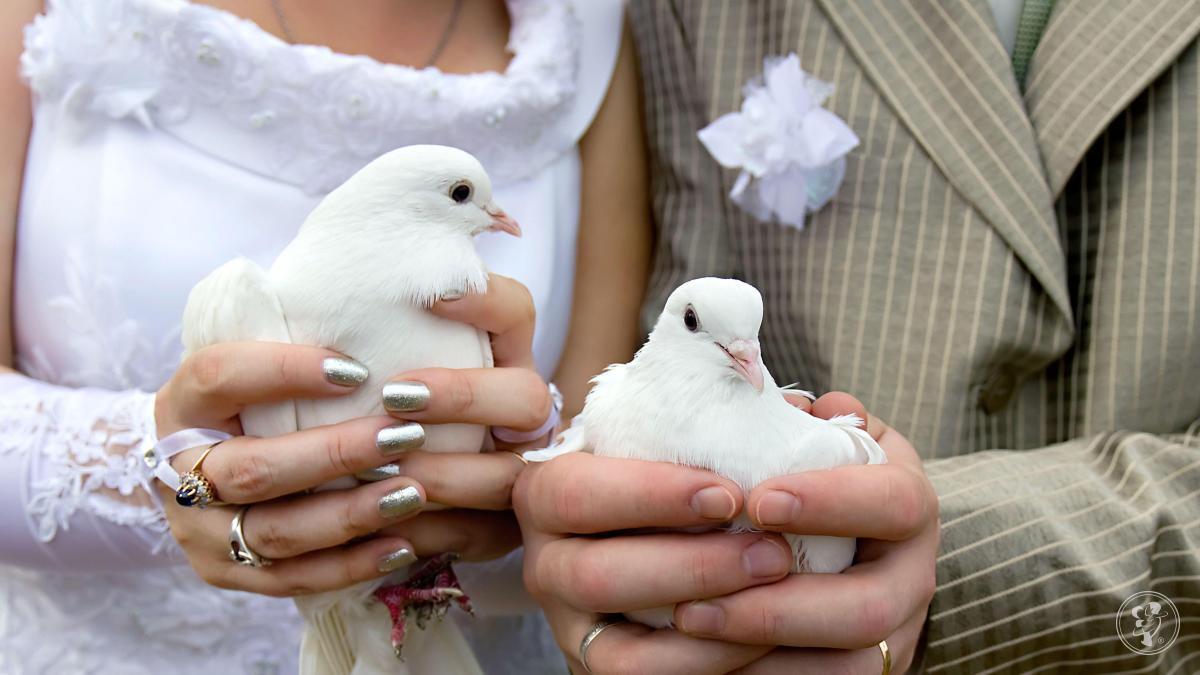 Białe gołębie na Ślub | Unikatowe atrakcje Głogów, dolnośląskie - zdjęcie 1