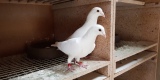 Białe gołębie na Ślub, Głogów - zdjęcie 3