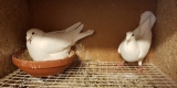 Białe gołębie na Ślub | Unikatowe atrakcje Głogów, dolnośląskie - zdjęcie 4