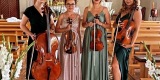 | Skrzypce Solo 🎻 | Duet skrzypcowy 🎻🎻 | Kwartet smyczkowy 🎻🎻🎻🎻, Toruń - zdjęcie 2