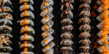Pokazy sushi na weselu LIVE SHOW - KOKU SUSHI | Catering , Lubliniec - zdjęcie 2