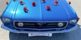 Samochody do ślubu Podkarpacie | Ford Mustang 1967 | Jeep Wrangler | | Auto do ślubu Zaczernie, podkarpackie - zdjęcie 3