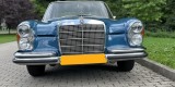 Mercedes W108 | Auto do ślubu Wałbrzych, dolnośląskie - zdjęcie 4