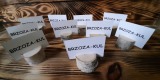 Brzoza-Kulno Tomasz Golik | Artykuły ślubne Kuryłówka, podkarpackie - zdjęcie 5