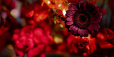 Natalia Jeziorna - nj events | Wedding planner Aleksandrów Łódzki, łódzkie - zdjęcie 4