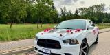 Dodge Charger Daytona | Auto do ślubu Łomża, podlaskie - zdjęcie 6
