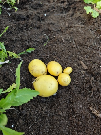 Zespół Monami | Zespół muzyczny Rzeszów, podkarpackie