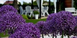 Restauracja Mili Moi | Sala weselna Jędrzejów, świętokrzyskie - zdjęcie 5